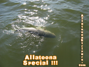 Lake Allatoona Fishing Guides - 32 Pound Striper in the water