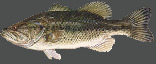 Gizzard Shad Facts From Lake Allatoona Georgia Fishing Guide Service