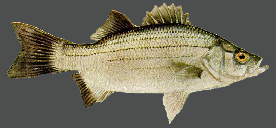 Gizzard Shad Facts From Lake Allatoona Georgia Fishing Guide Service