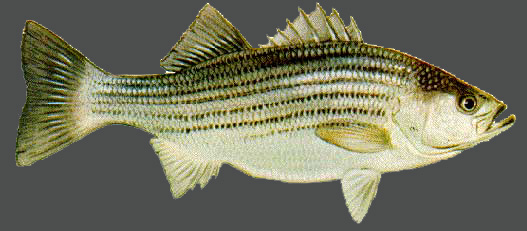 Gizzard Shad Facts From Lake Allatoona Georgia Fishing Guide Service